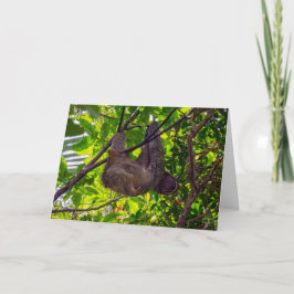 Cartão Costa Rica - Feliz preguiçoso Lama, Antonio Manuel