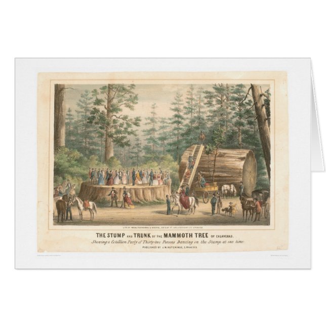 Cartão Coto da árvore gigantesca de Calaveras (0977A) (Frente Horizontal)