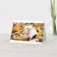 Coton de Tulear DIZ FELIZ 60 ANOS