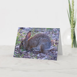 Cartão Cottontail de Audubon