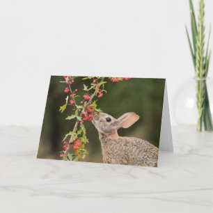 Cartão Cottontail oriental   Sul do Texas