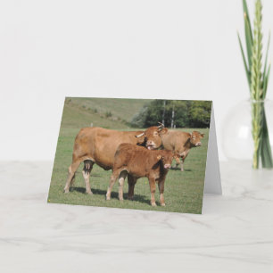 Cartão Cow licking calf birthday
