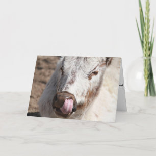 Cartão Cow Picking Nose Greeting Card