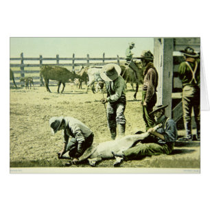 Cartão Cowboys americanos branding um vitelo, c.1900 (fot