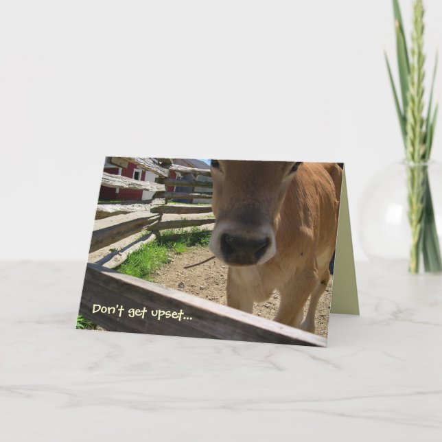 Cartão Cows 50th Birthday Card (Frente)