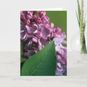 Cartão Coy Lilac Greeting Card