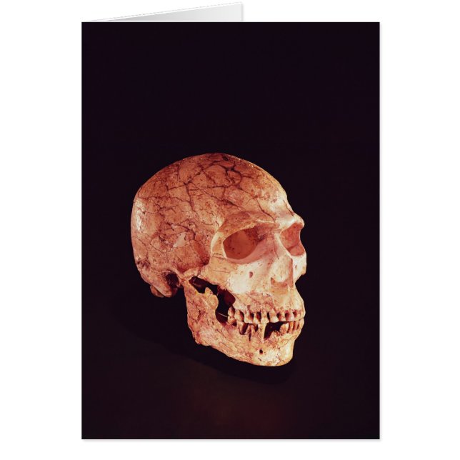 Cartão Crânio do Neanderthal, descoberto em Mt Carmel (Frente)