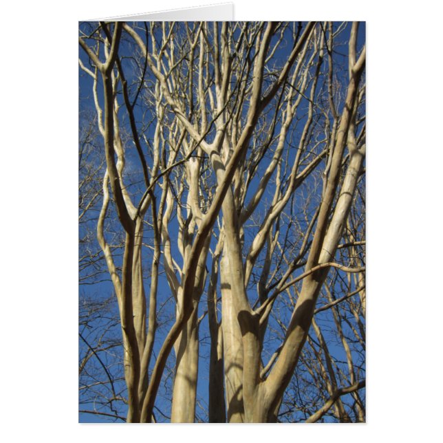 Cartão Crape Myrtle no inverno (Frente)