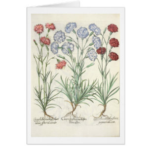 Cartão Cravos: albo multiplex do flore 1.Caryophyllus; 2