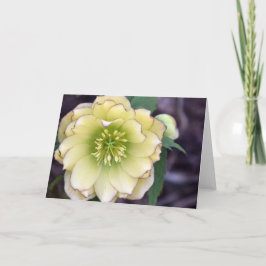 Cartão Cream Hellebore (Helleborus) Foto
