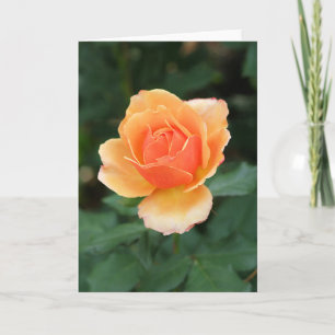 Cartão Creamy Orange Modern Rose