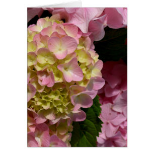 Cartão Creme cor-de-rosa Hydrangeas amarelas cor-de-rosa