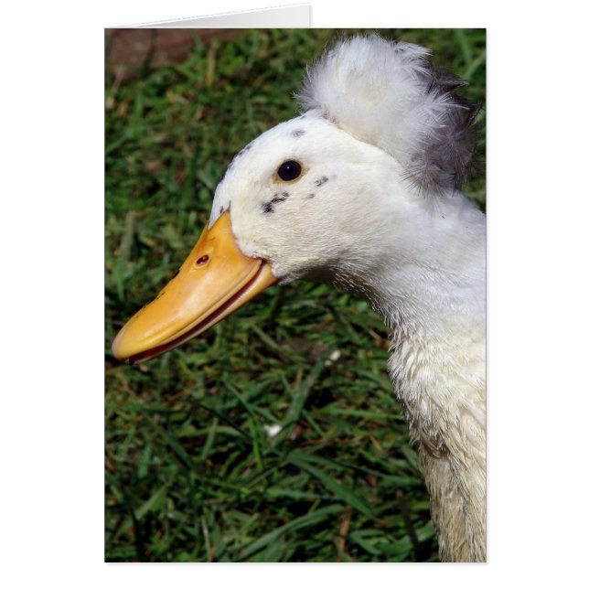 Cartão Crested Drake (Frente)