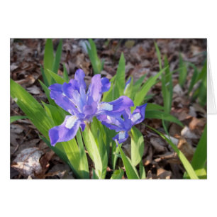 Cartão Crested Iris