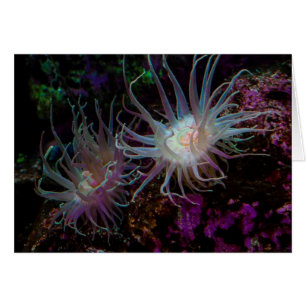 Cartão Crimson Anemone