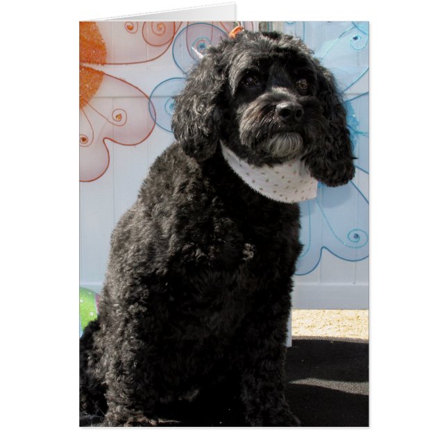 Cartão Críquete - caniche do Cocker -4 (Frente)