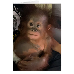 Cartão Cristal Órfano Orangutan Baby
