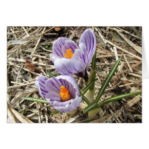 Cartão Crocus