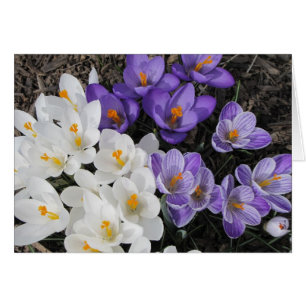 Cartão Crocus
