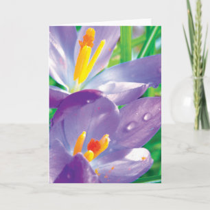 Cartão Crocus Com Poesia Colorida De Flor