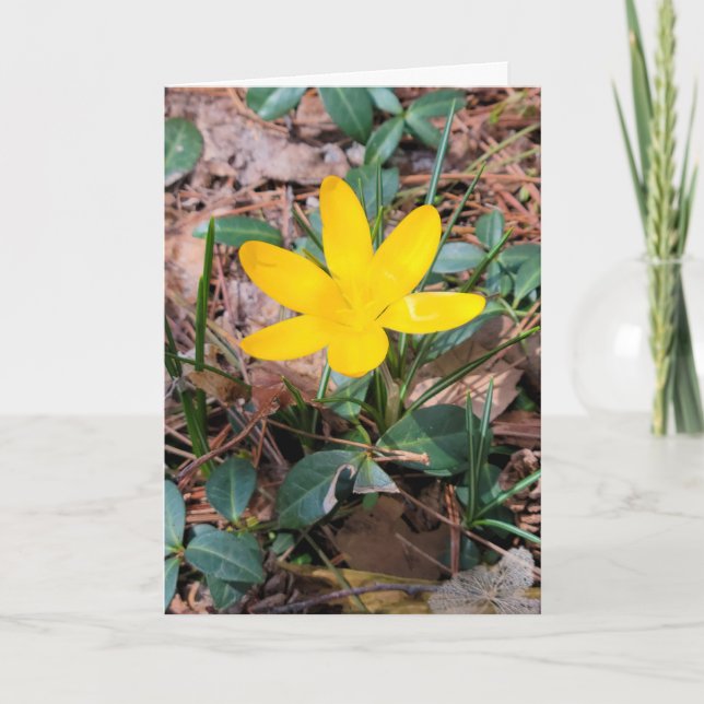 Cartão Crocus de Primavera Amarela Pensando em Você (Frente)