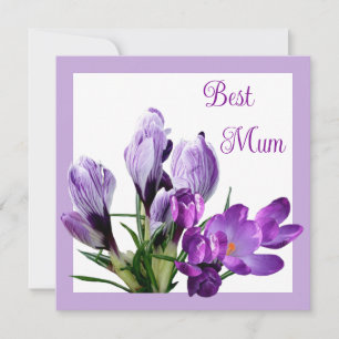 Cartão Crocus roxo, bonito, de melhor Mãe, de cor floral