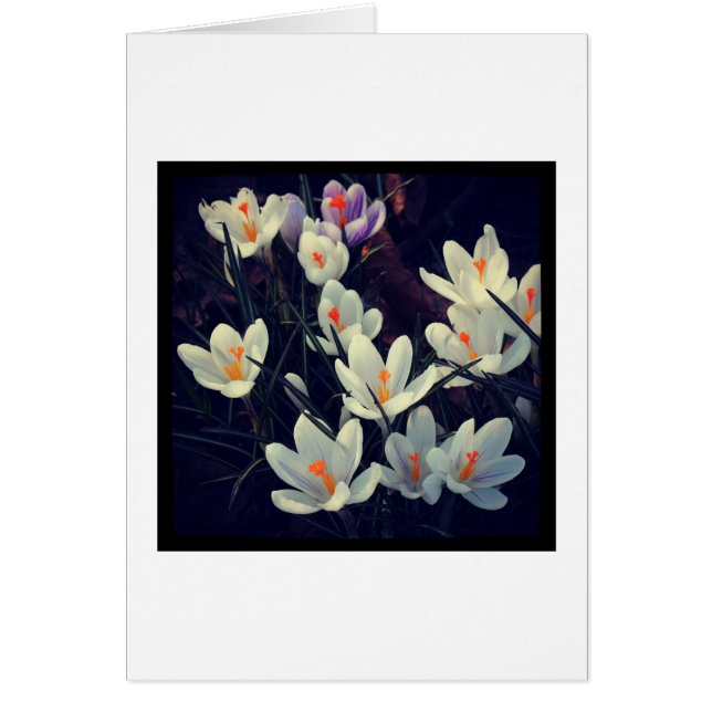 Cartão Crocuses (Frente)