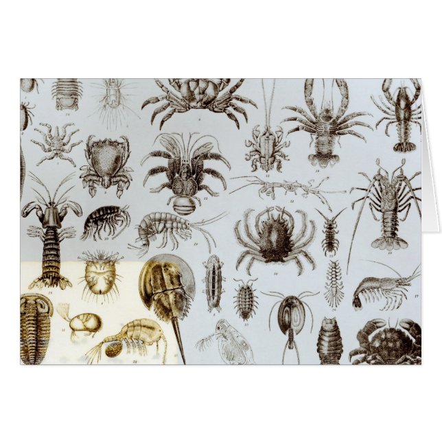 Cartão Crustáceos e aracnídeos (Frente Horizontal)