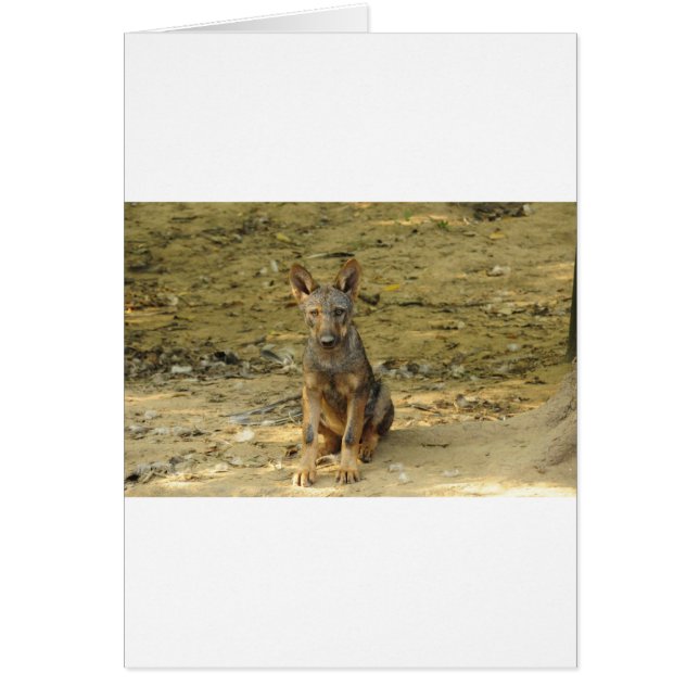 Cartão Cub do Lobo Bonito (Frente)