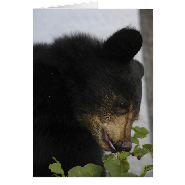 Cartão Cubo do Urso Negro (Frente)