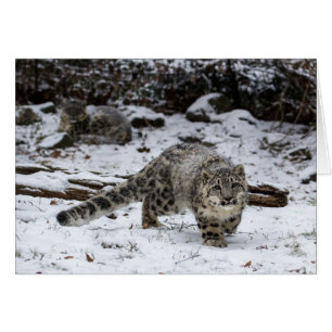 Cartão Cubo Leopardo de Neve