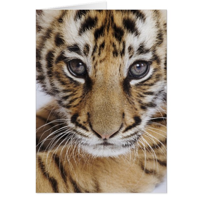 Cartão Cubo Tigre (Frente)