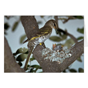 Cartão Cuco preto Shrike