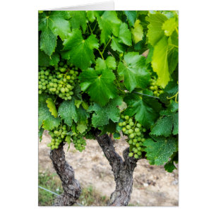 Cartão Cultivo de Uvas para Vinho, França