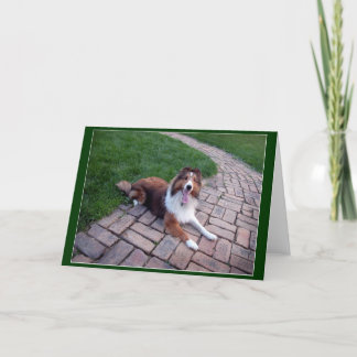 Cartão Cumprimento do cão ou do Sheltie de carneiros de