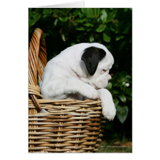 Cartão Cuppies de Boxer no cesto