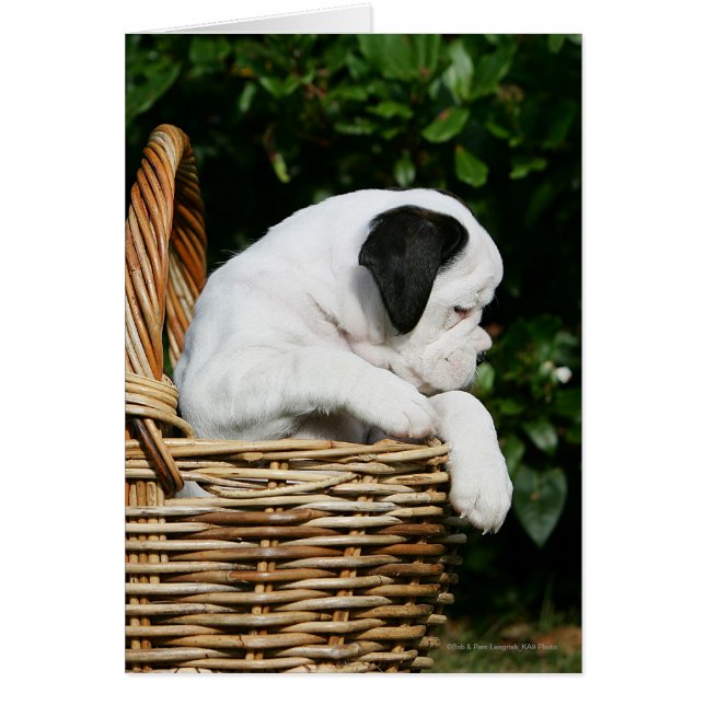 Cartão Cuppies de Boxer no cesto (Frente)