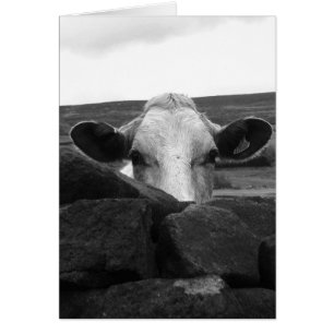 Cartão curioso da vaca