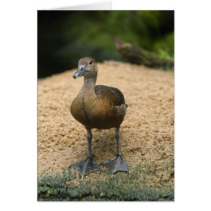Cartão Curioso pato pequeno