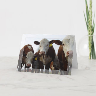 Cartão Curioso Vacas 1
