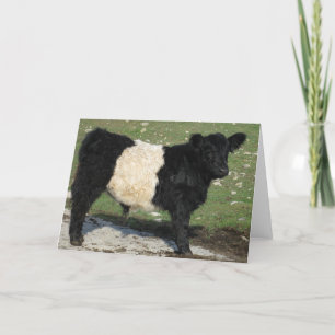 Cartão Cute Black Belted Galloway Calf