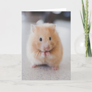Cartão Cute hamster