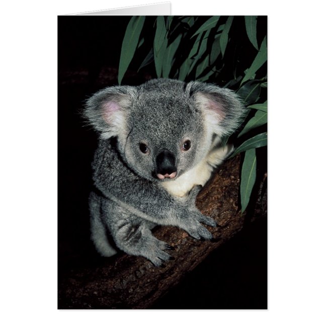 Cartão Cute Koala Bear (Frente)