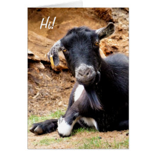 Cartão CUTE LITTLE GOAT Card