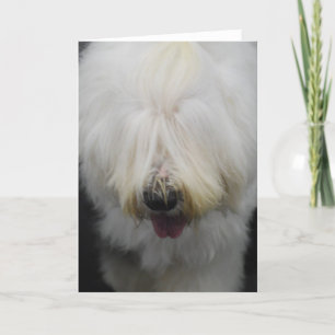 Cartão Cute Old English Sheepdog Greeting Cards
