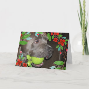 Cartão Cute Pitbull Terrier com Moldura de Flor Vermelha