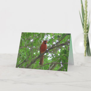 Cartão Cute Red Cardinal in Tree Blank
