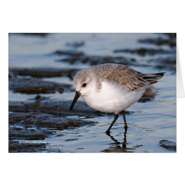 Cartão Cute Sanderling Sandpiper Wanders (Frente horizontal)