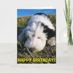 Cartão Cute sheepdog puppy birthday card