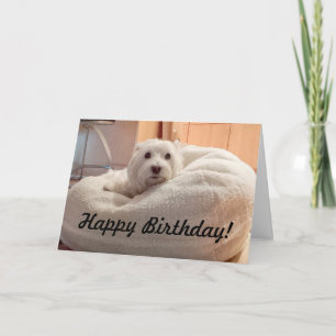 Cartão Cute Westie in Doggie Bed Happy Birthday Card